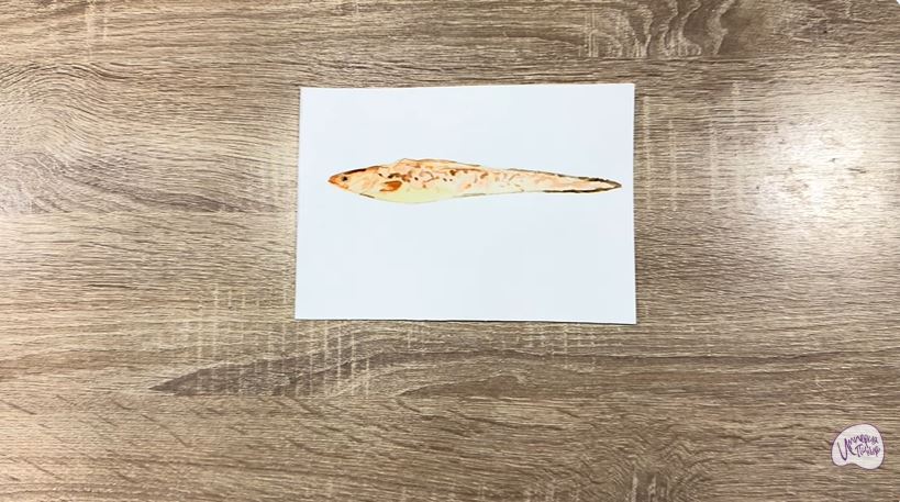 Рисуем Конгрио Рисуем Конгрио