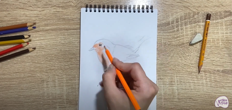 Рисуем Птичка "Зарянка"