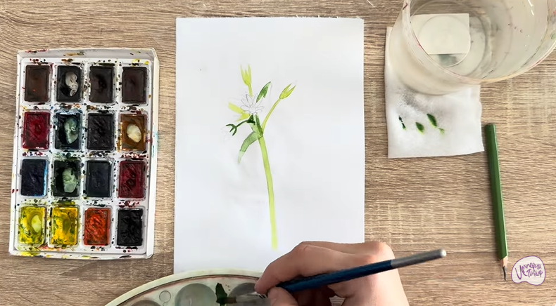 Рисуем Ясколка длинноволосая