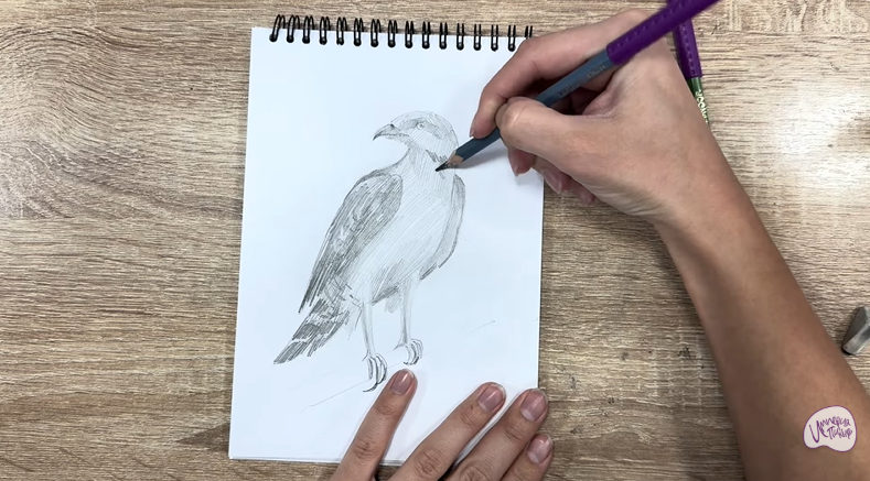 Рисуем Хохлатый осоед