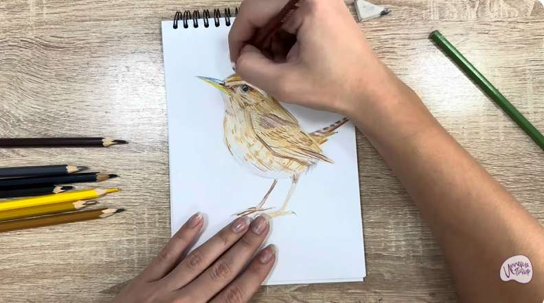 Рисуем Крапивник