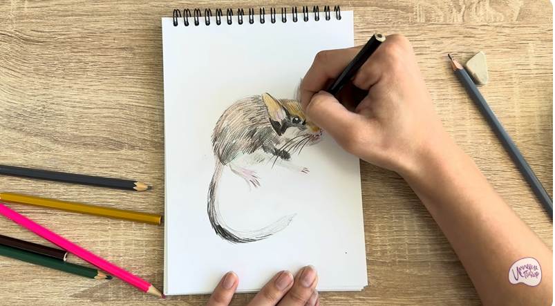 Рисуем Садовая соня