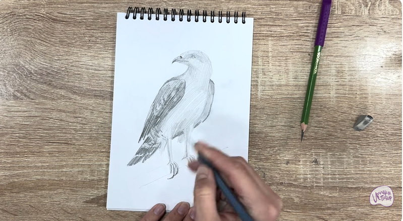 Рисуем Хохлатый осоед