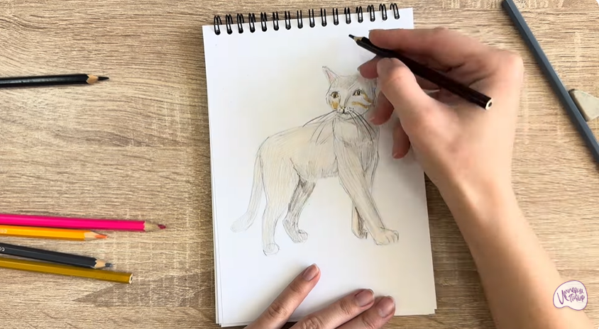 Рисуем Кошка Бурмилла