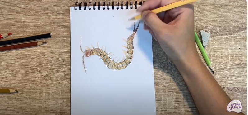 Рисуем Сколопендра