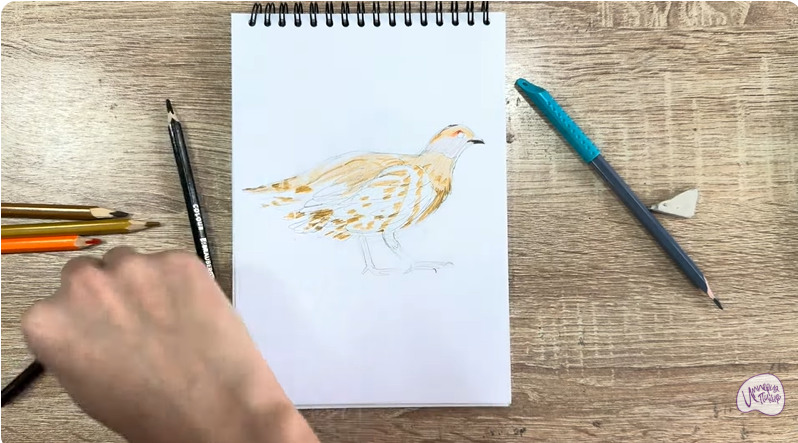 Рисуем Канадская дикуша