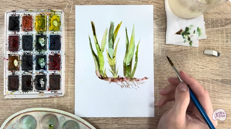 Рисуем Аир болотный