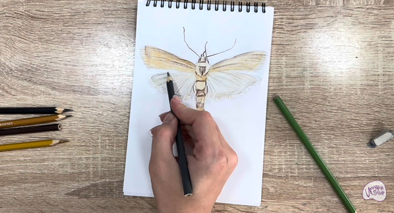 Рисуем Огнёвка зерновая