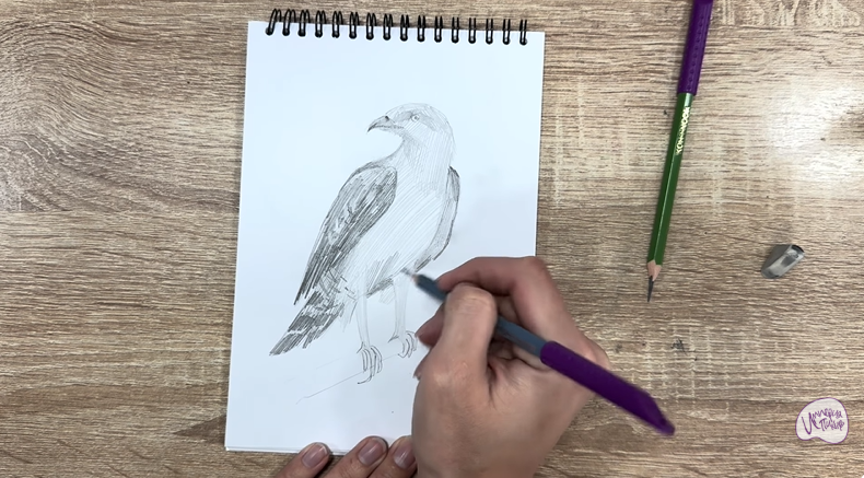 Рисуем Хохлатый осоед