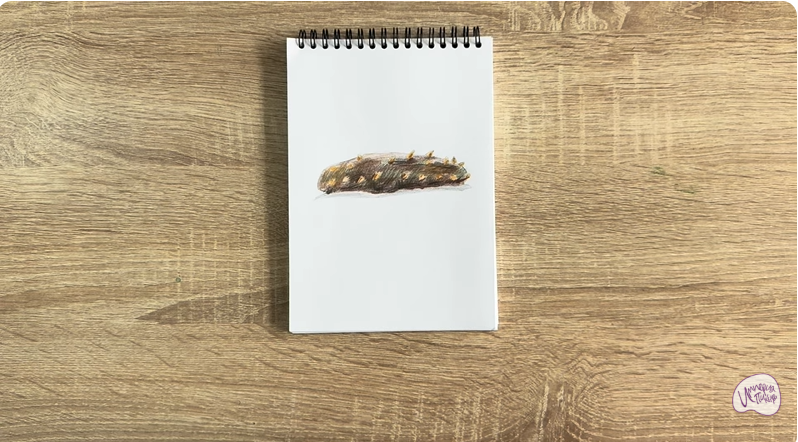 Рисуем Голотурия