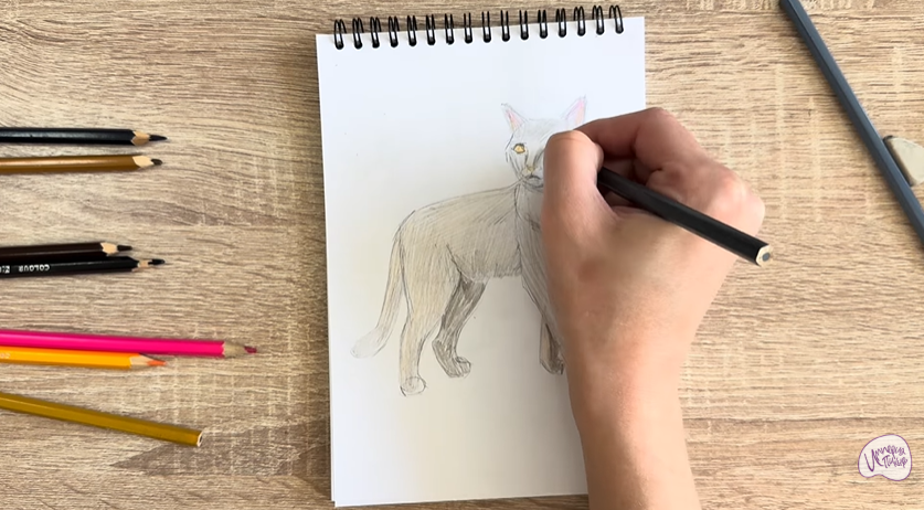 Рисуем Кошка Бурмилла