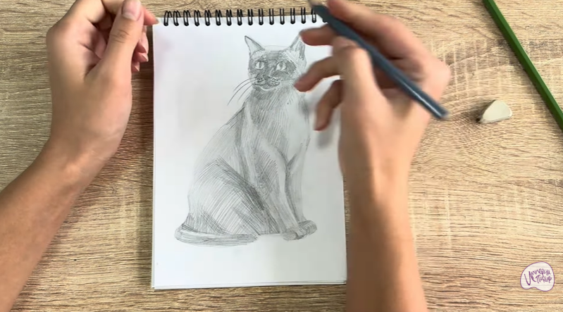 Рисуем Бурманский кот