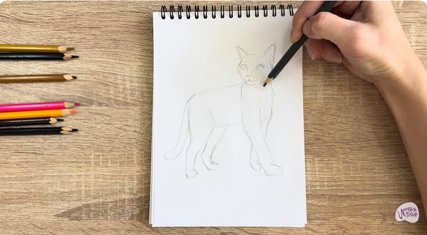 Рисуем Кошка Бурмилла