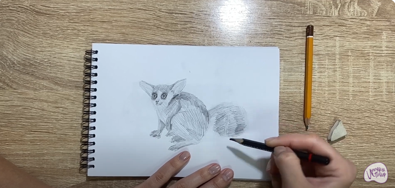 Рисуем Галаго