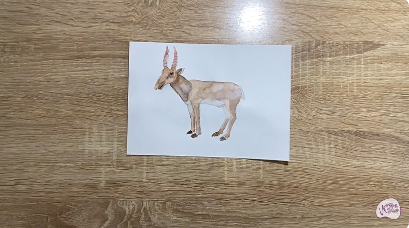 Рисуем Сайгак