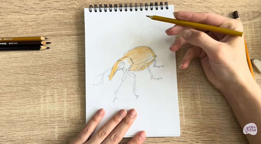 Рисуем Долгоносик