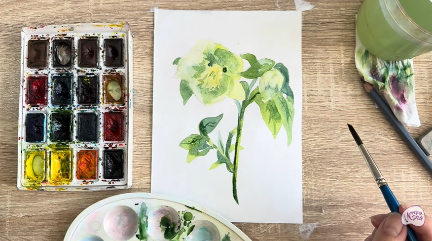 Рисуем Зимовник кавказский