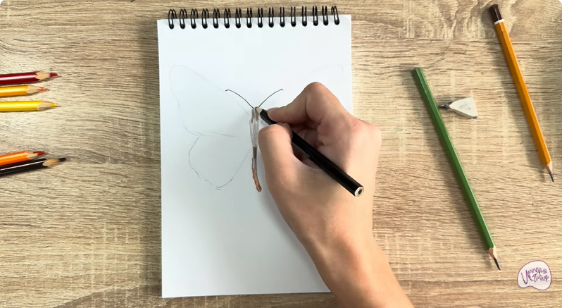 Рисуем Малинница обыкновенная