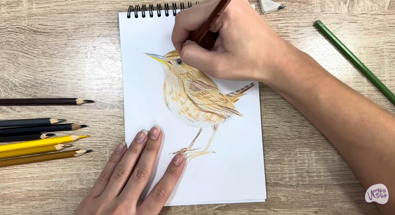 Рисуем Крапивник