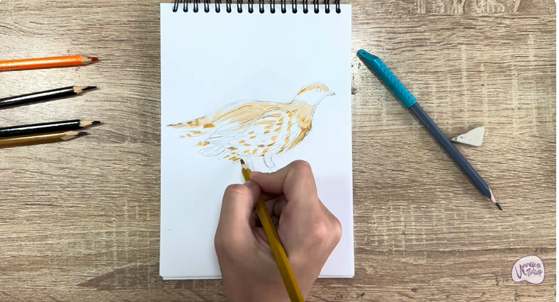 Рисуем Канадская дикуша