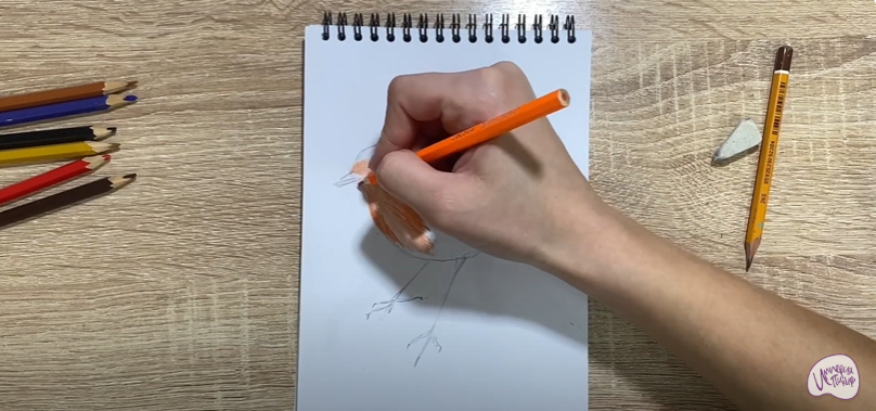 Рисуем Птичка "Зарянка"