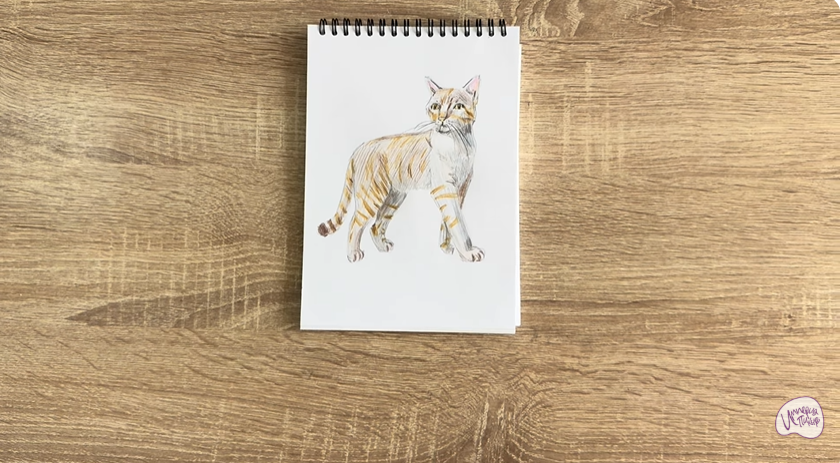 Рисуем Кошка Бурмилла