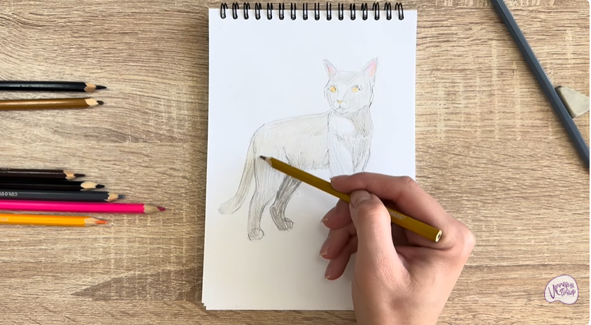 Рисуем Кошка Бурмилла