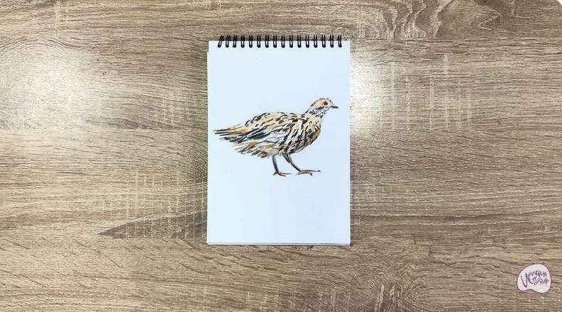 Рисуем Канадская дикуша