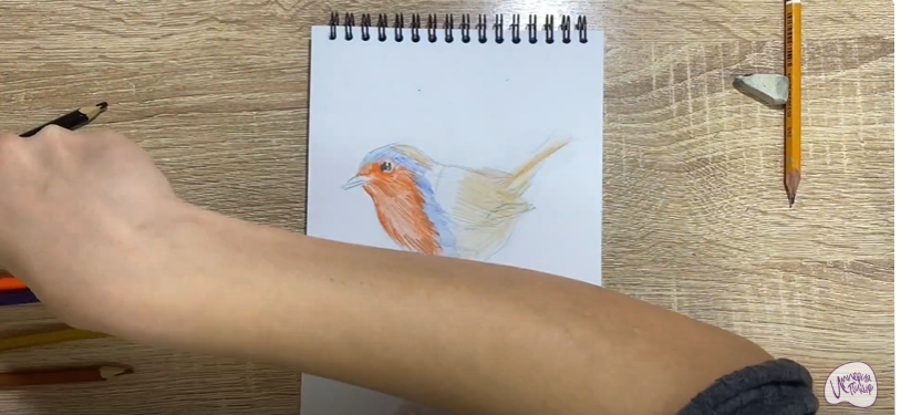 Рисуем Птичка "Зарянка"
