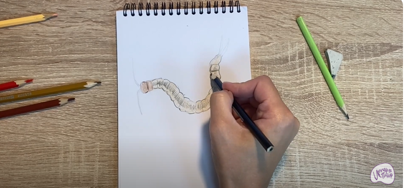 Рисуем Сколопендра