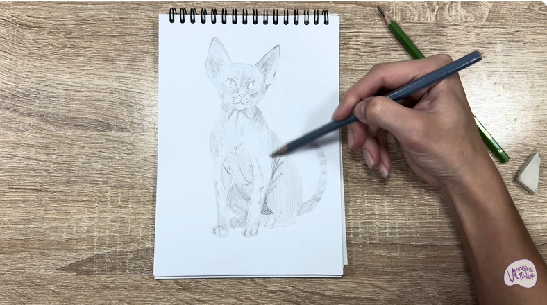 Рисуем Девон Рекс