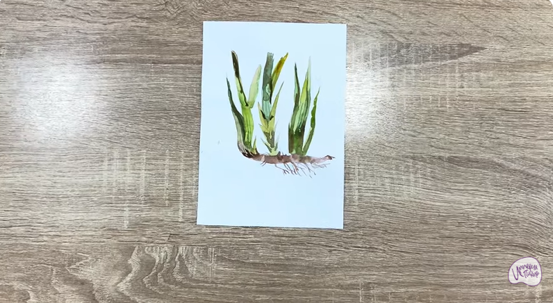 Рисуем Аир болотный