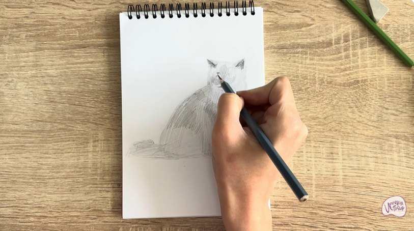 Рисуем Кошка породы Рэгдолл