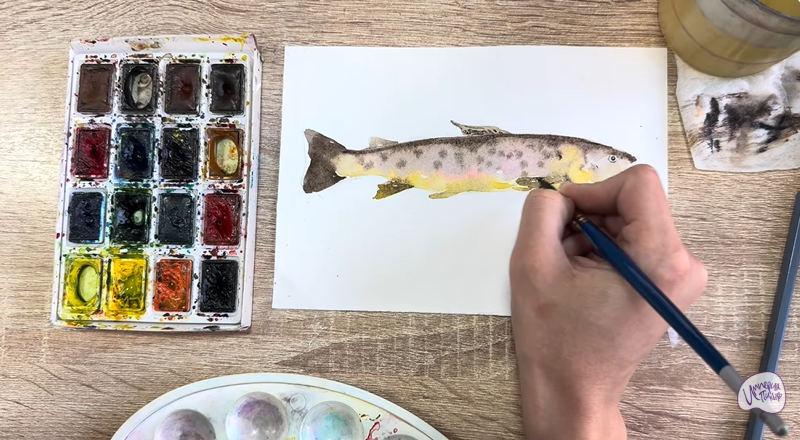 Рисуем Кумжа