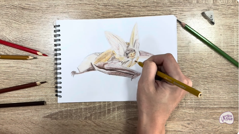 Рисуем Бурый ушан