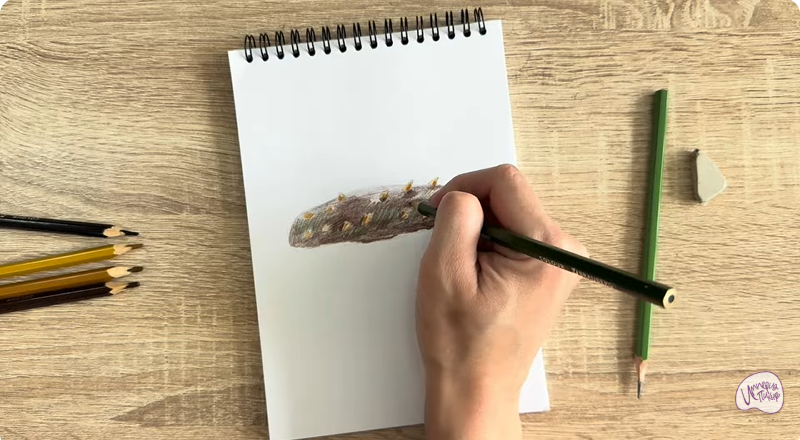 Рисуем Голотурия