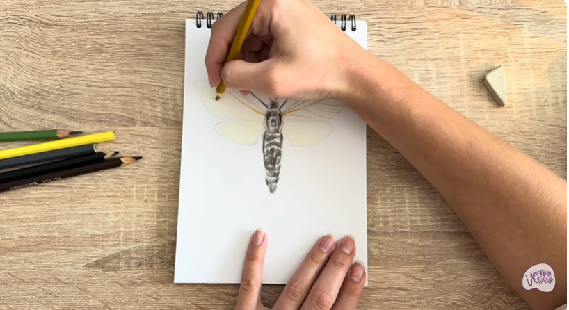 Рисуем Древесница въедливая