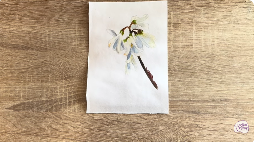 Рисуем Абелиолистник