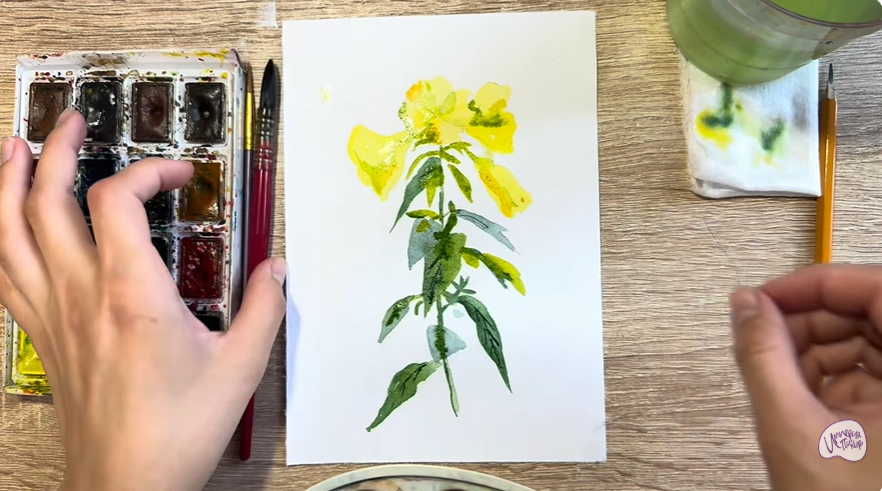 Рисуем Энотера