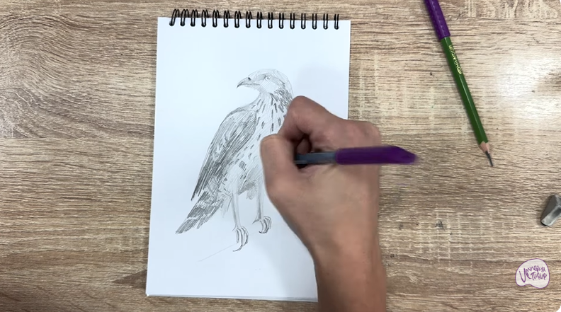 Рисуем Хохлатый осоед