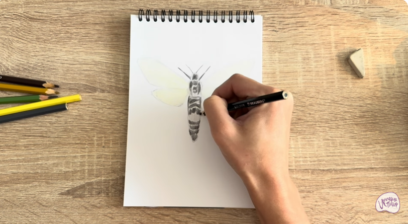 Рисуем Древесница въедливая