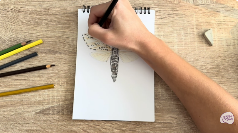 Рисуем Древесница въедливая