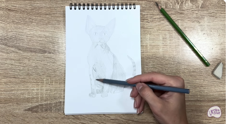 Рисуем Девон Рекс