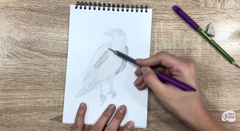 Рисуем Хохлатый осоед