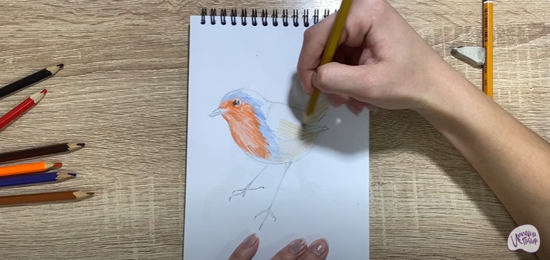 Рисуем Птичка "Зарянка"