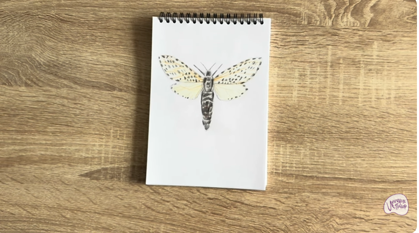 Рисуем Древесница въедливая