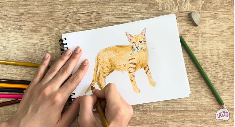 Рисуем Кот породы Оцикет