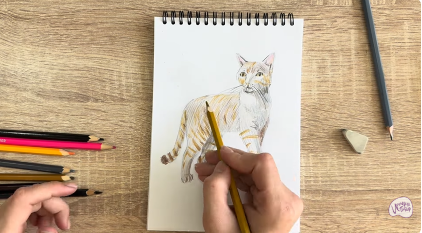 Рисуем Кошка Бурмилла