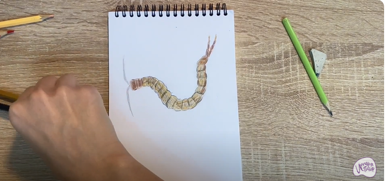 Рисуем Сколопендра