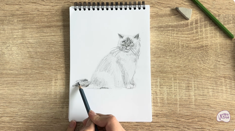 Рисуем Кошка породы Рэгдолл